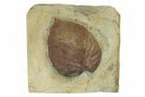 Fossil Leaf (Davidia) - Montana #270962-1